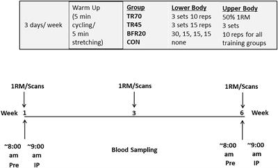 Acute and Chronic Bone Marker and Endocrine Responses to Resistance Exercise With and Without Blood Flow Restriction in Young Men